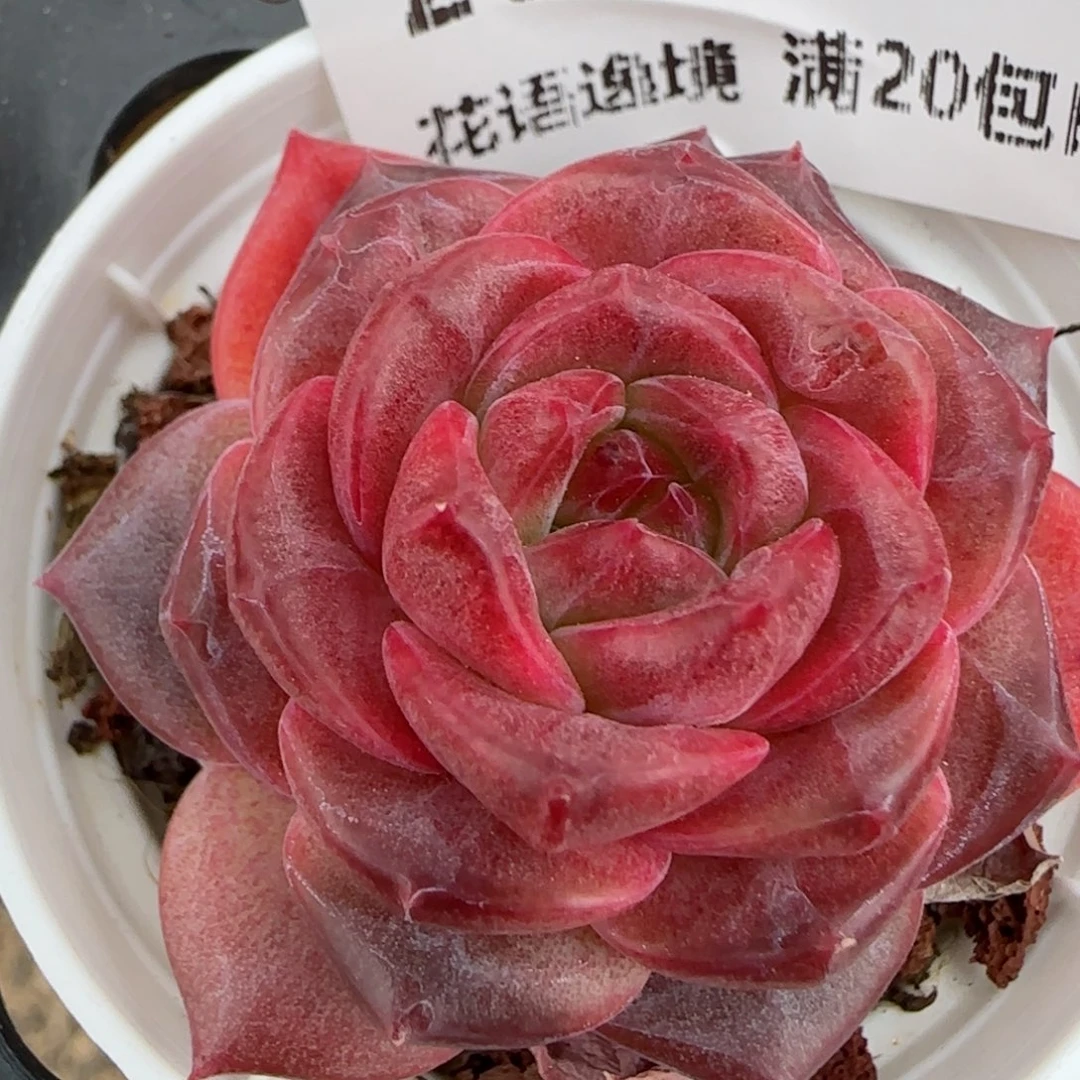 花语逸镜0203-280