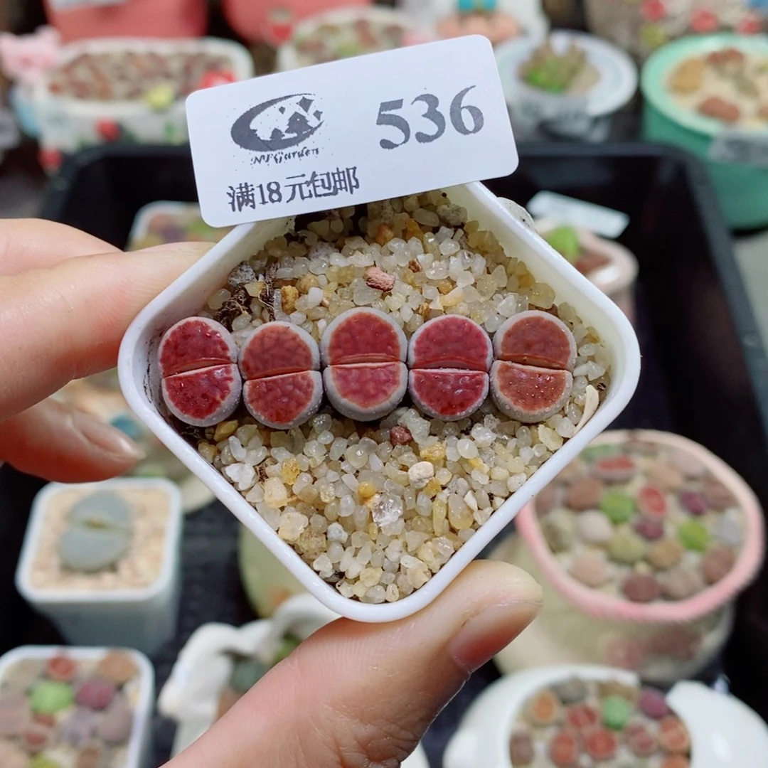 生石花花花花花花536