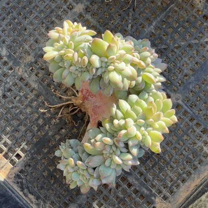 11厘米左右一物一拍的