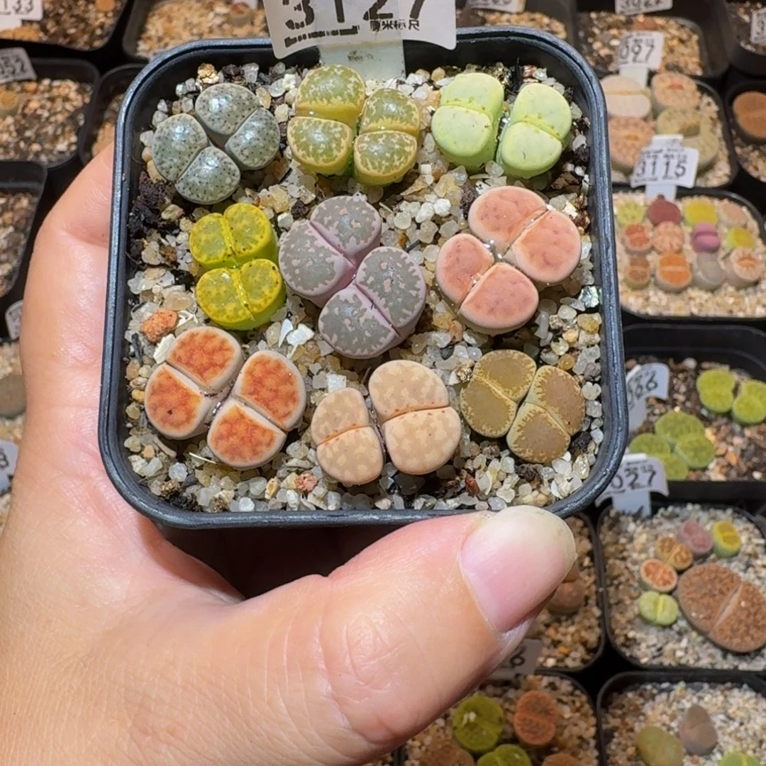 小***乖板娘发福利生石花3127