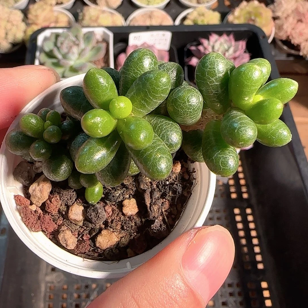 多肉1124-95绿龟之卵