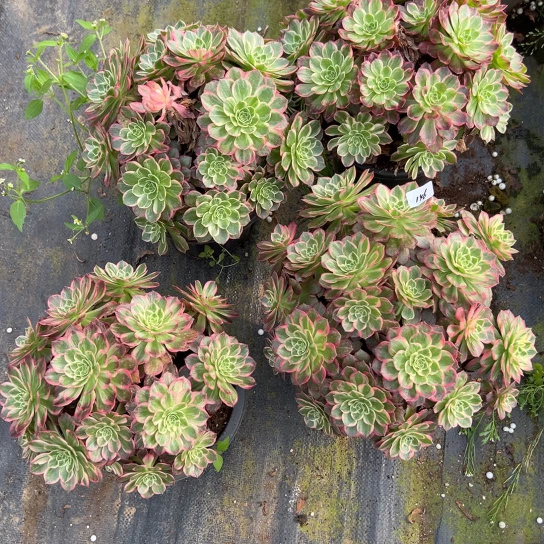 146万花筒一颗 12多肉20包邮