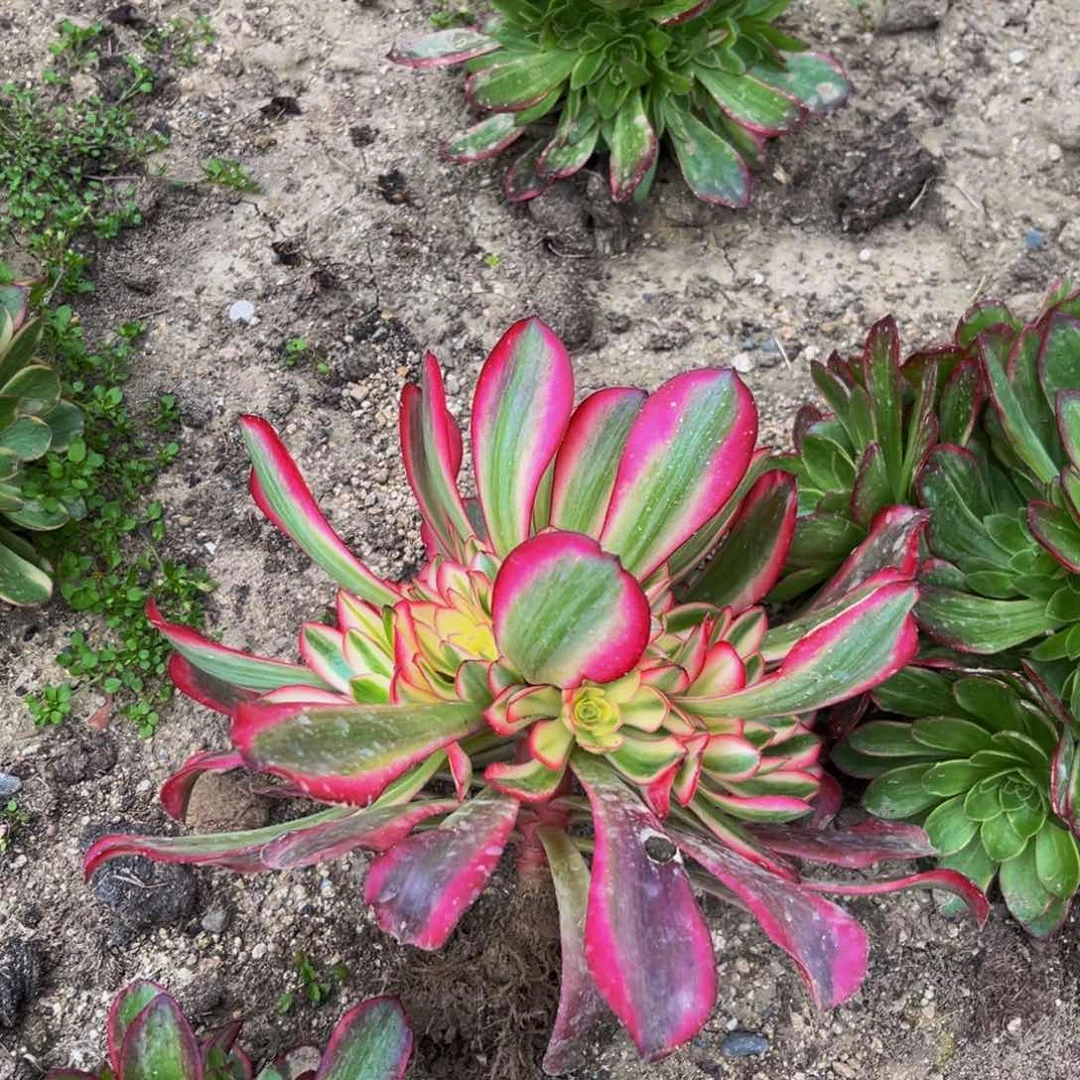 美杜莎多肉植物捧花的