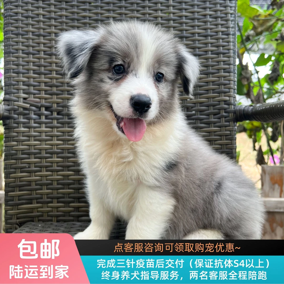 麻花-蓝陨石色边牧妹妹边境牧羊犬幼犬