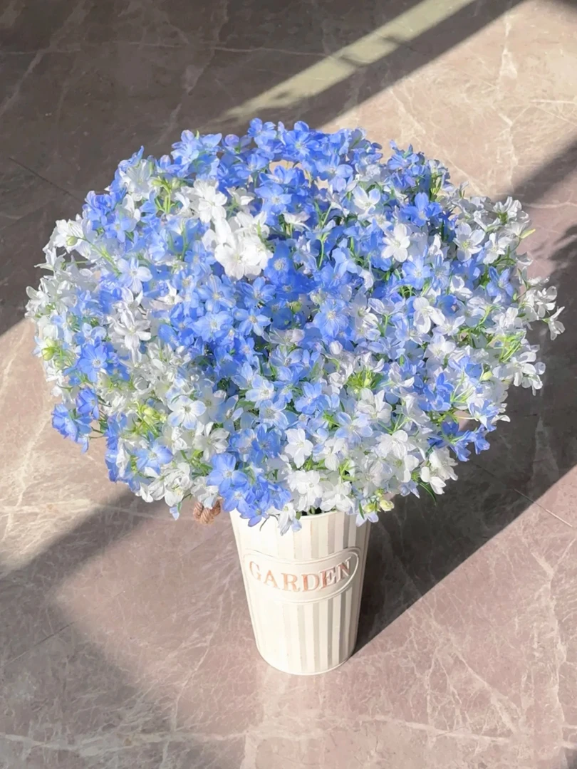 【小飞燕】春日限定鲜花植物家居清新仙气水培云南基地直发有花有漾