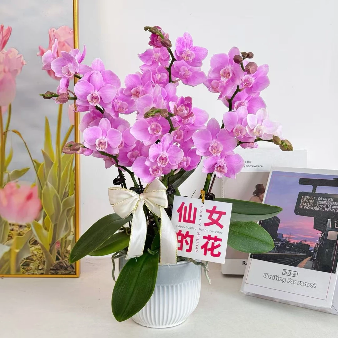 【悦荷】 蝴蝶兰 室内绿植 开花株 好养活养兰