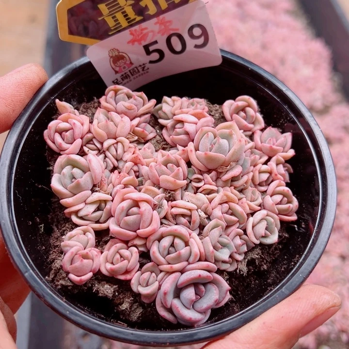 多肉植物多肉植物