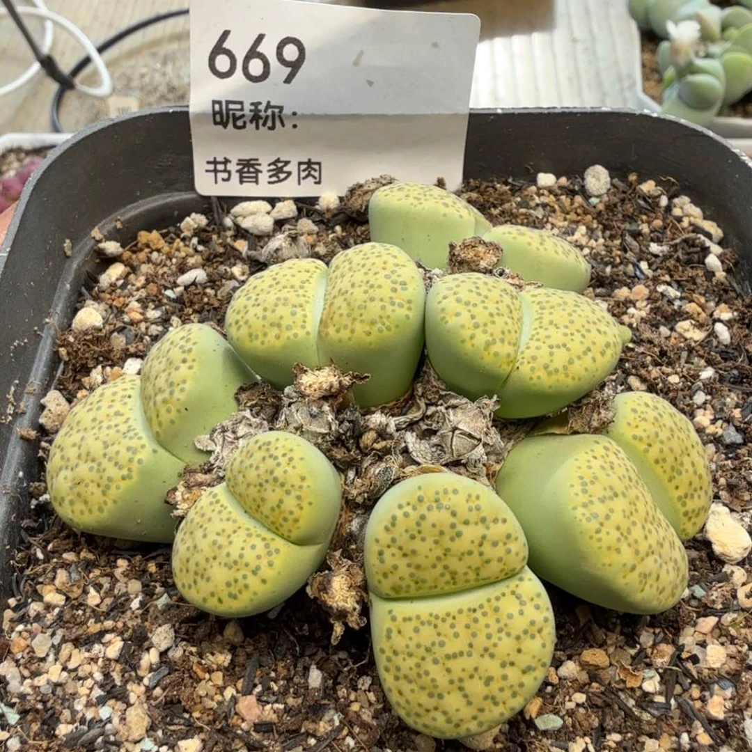 多肉植物多肉植物多肉植物