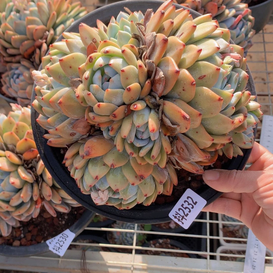 2532多头一个小时左右即可享受以下