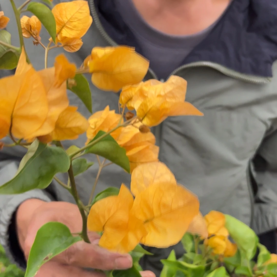 全部花苞（金探戈）三角梅会落花落叶会光杆苗有大有小