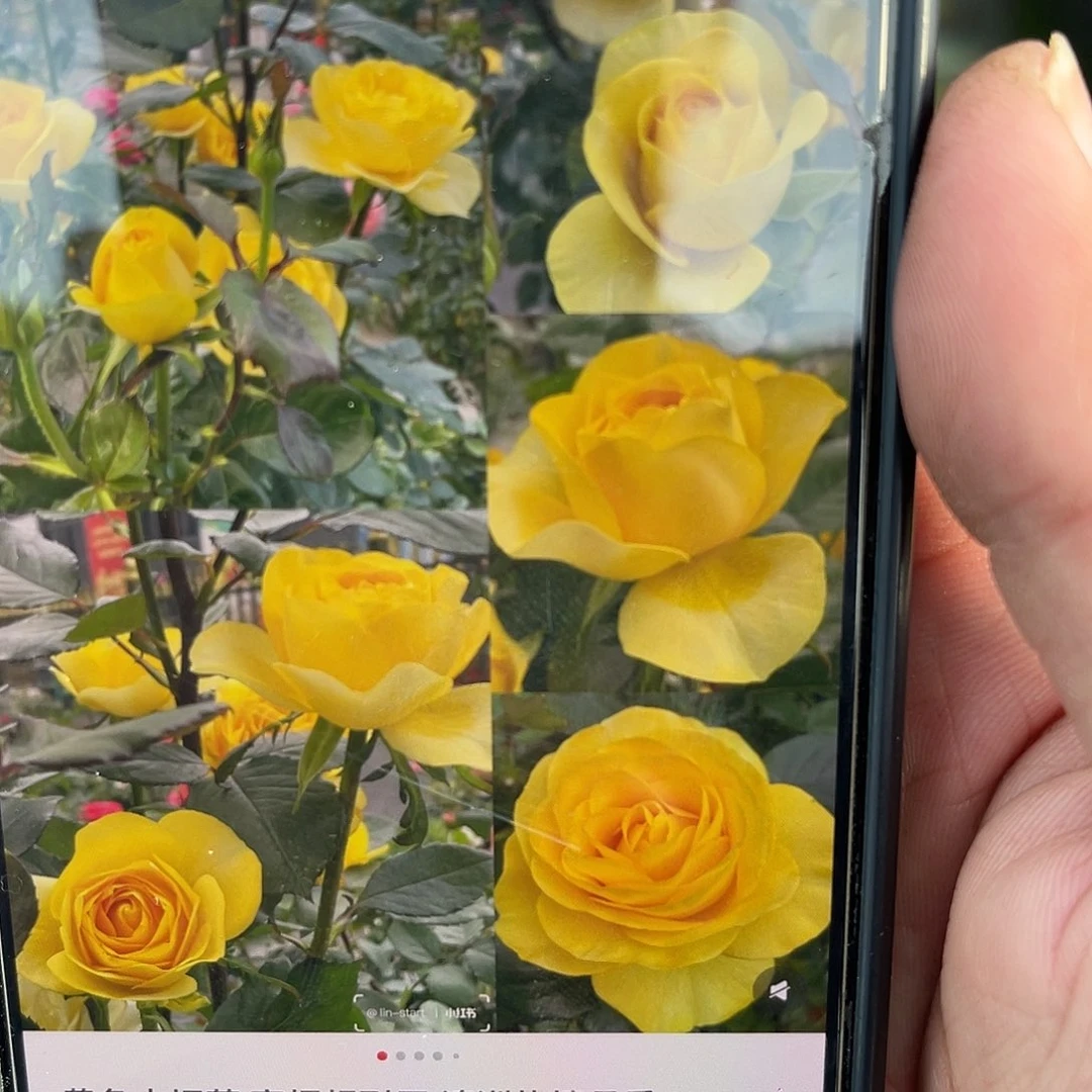 无花朵———澳洲热情 福利款