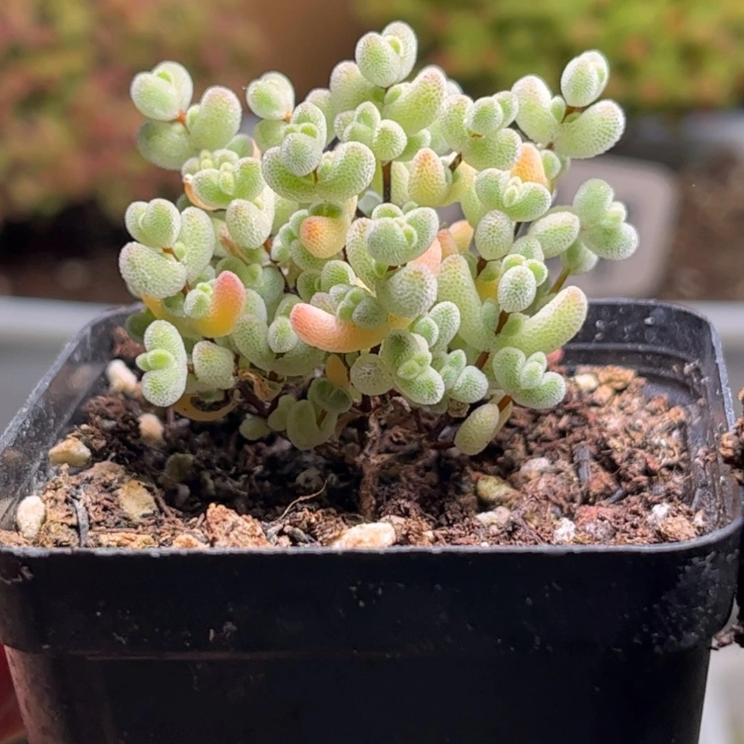 12实生奶油黄莱斯优选