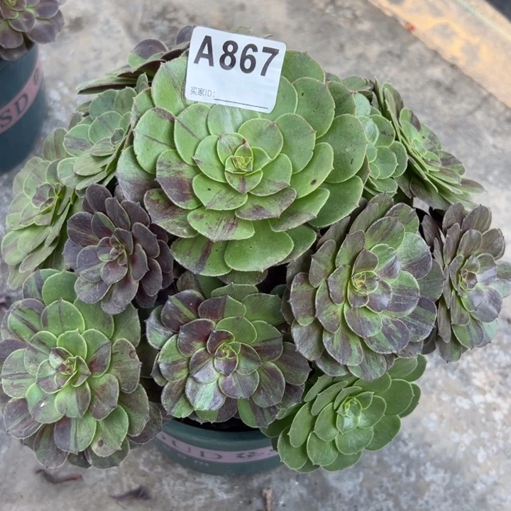 867花月夜25厘米左右