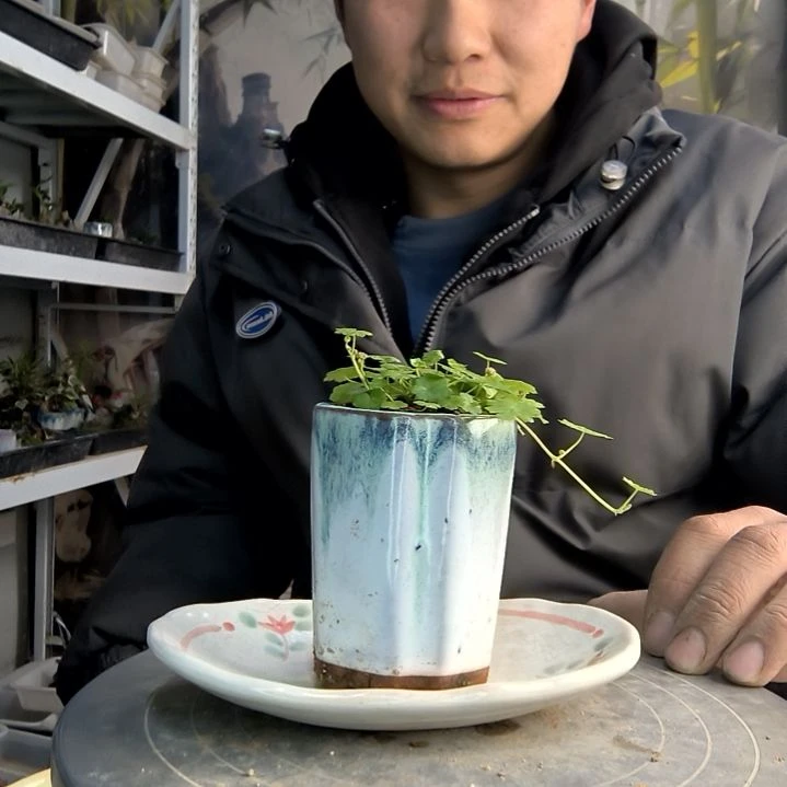 ?*k小盆景小植物一物一拍604