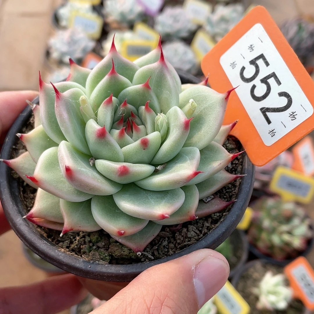 【闪购商品】552号