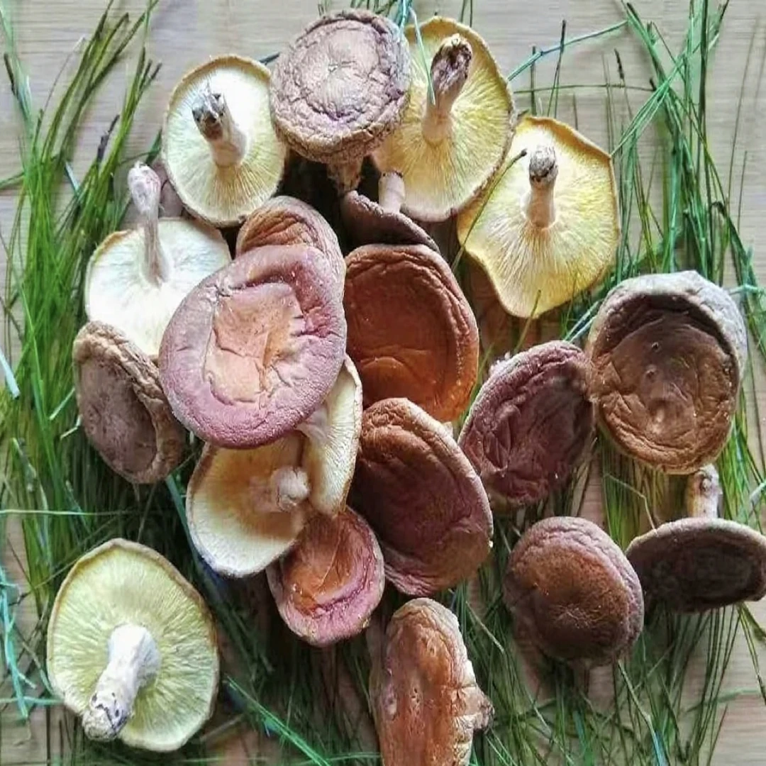 云南香信菇食用菌