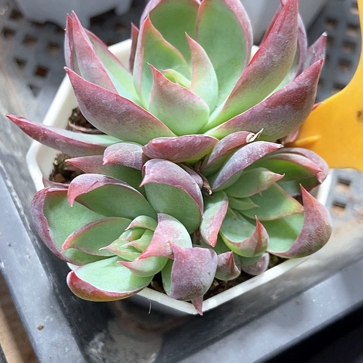 多肉植物惊鸿群576多肉