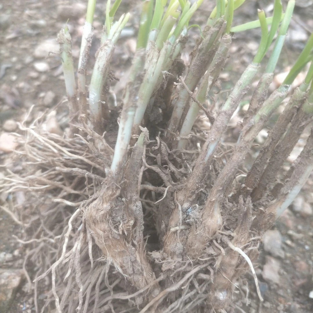 现挖紫红宽叶韭菜根可用于室内阳台四季盆栽