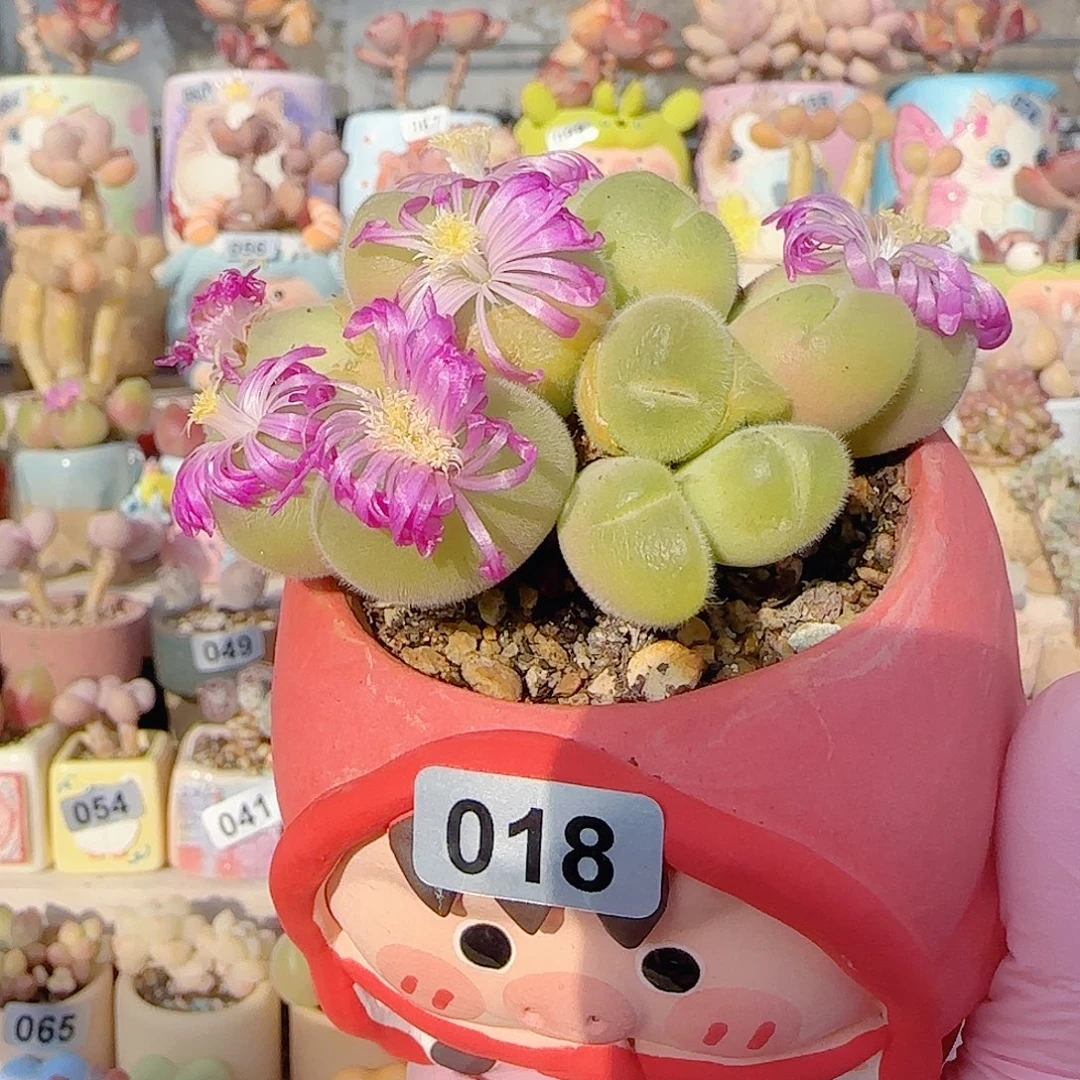 老桩开花毛翠 盆口6cm
