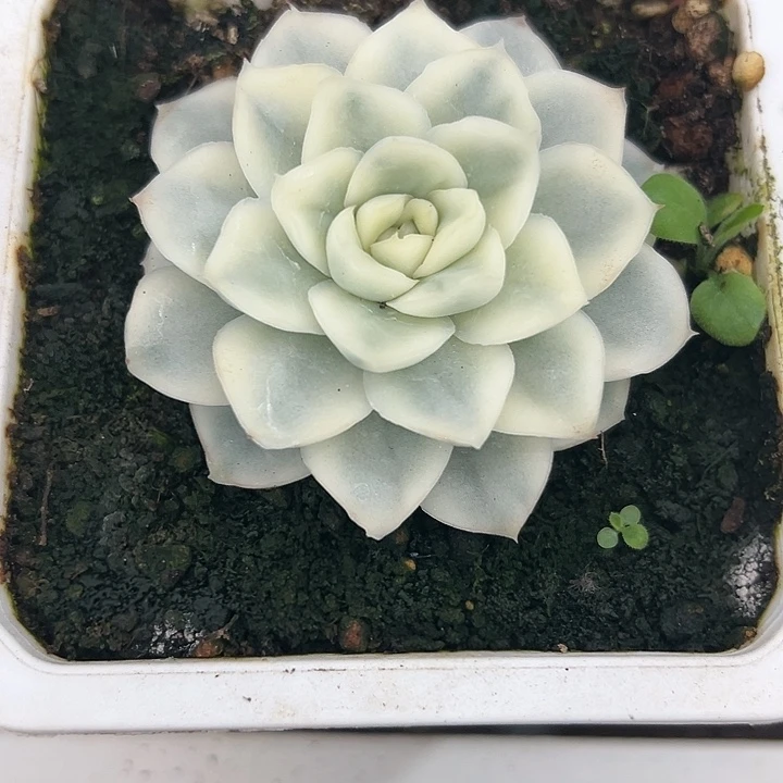 雪鸢锦单头多肉植物
