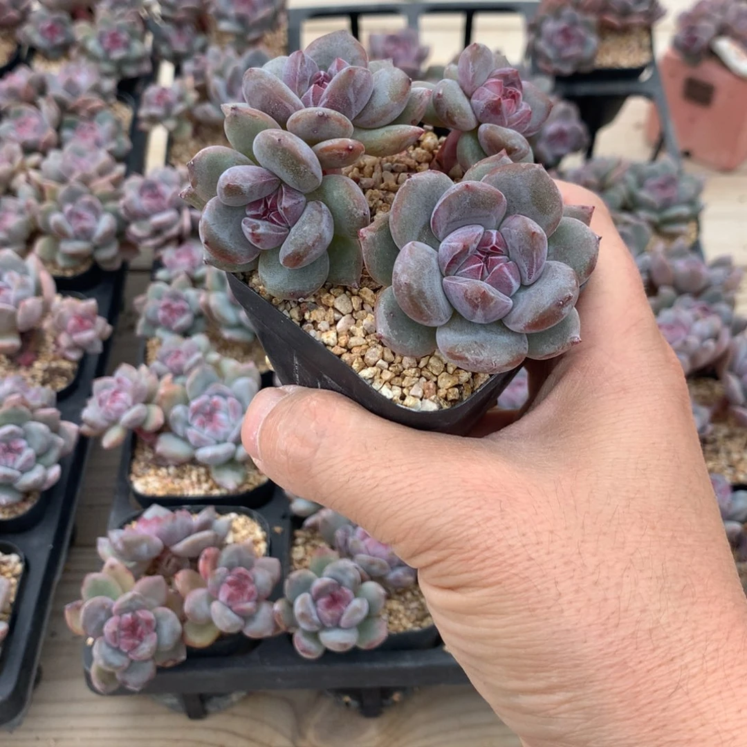 喜***肉喜欢多肉突尼斯发货多肉