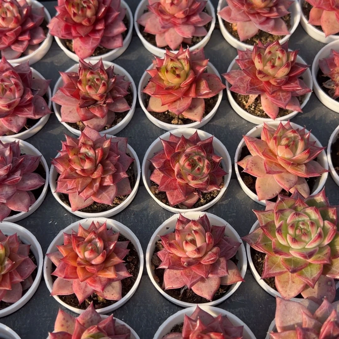 火烈鸟到手1颗量拍多肉满18元包邮下午发货