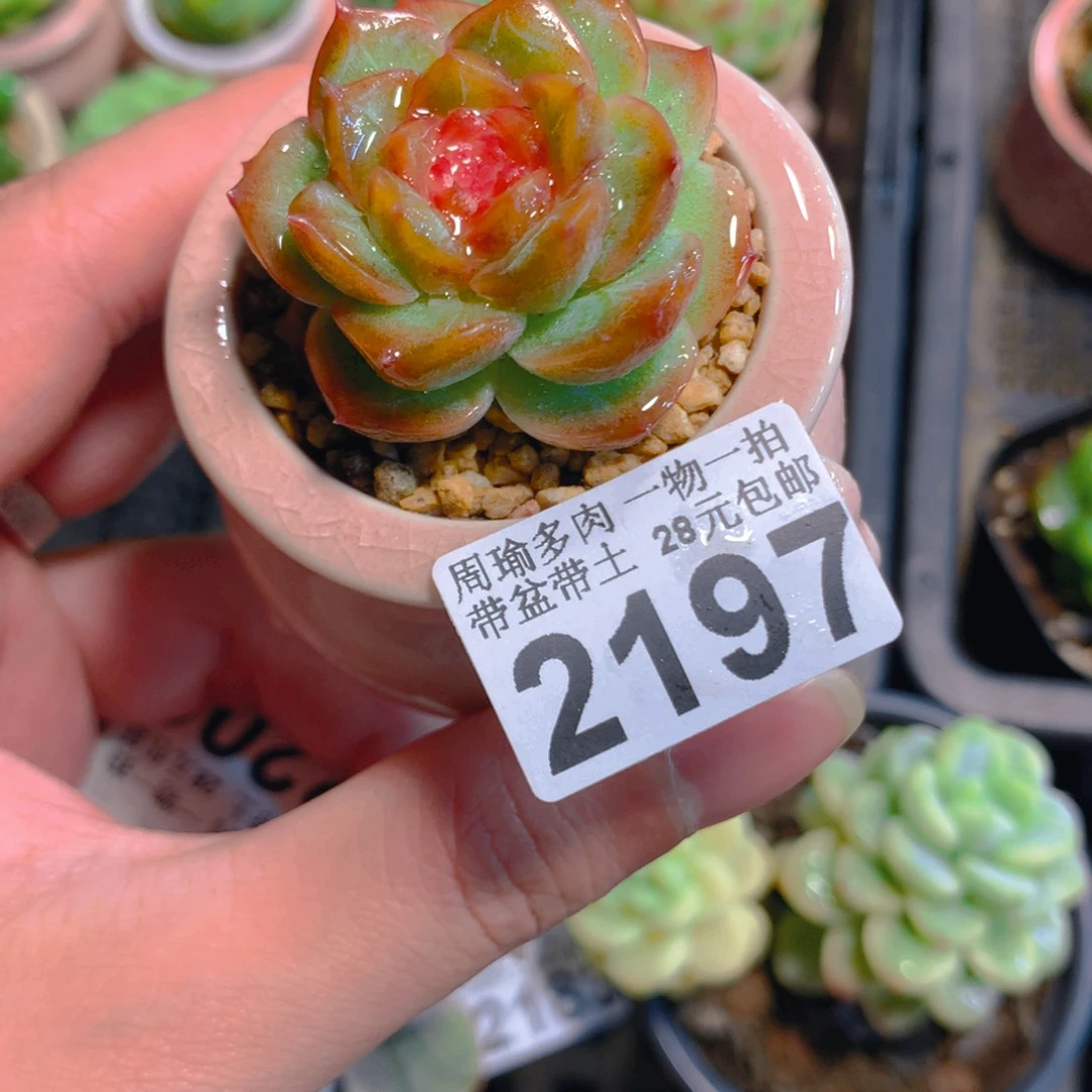 5厘米盆精控多肉2197
