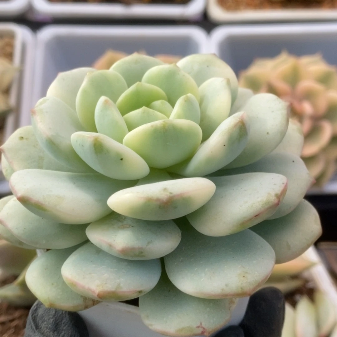 063香草锦锦锦锦锦锦锦
