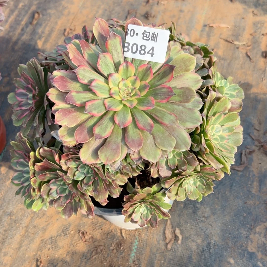 084 多肉法师不包断枝