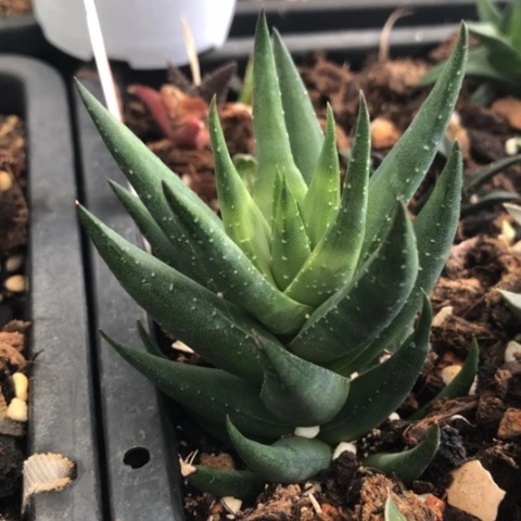 青铜硬叶多肉植物