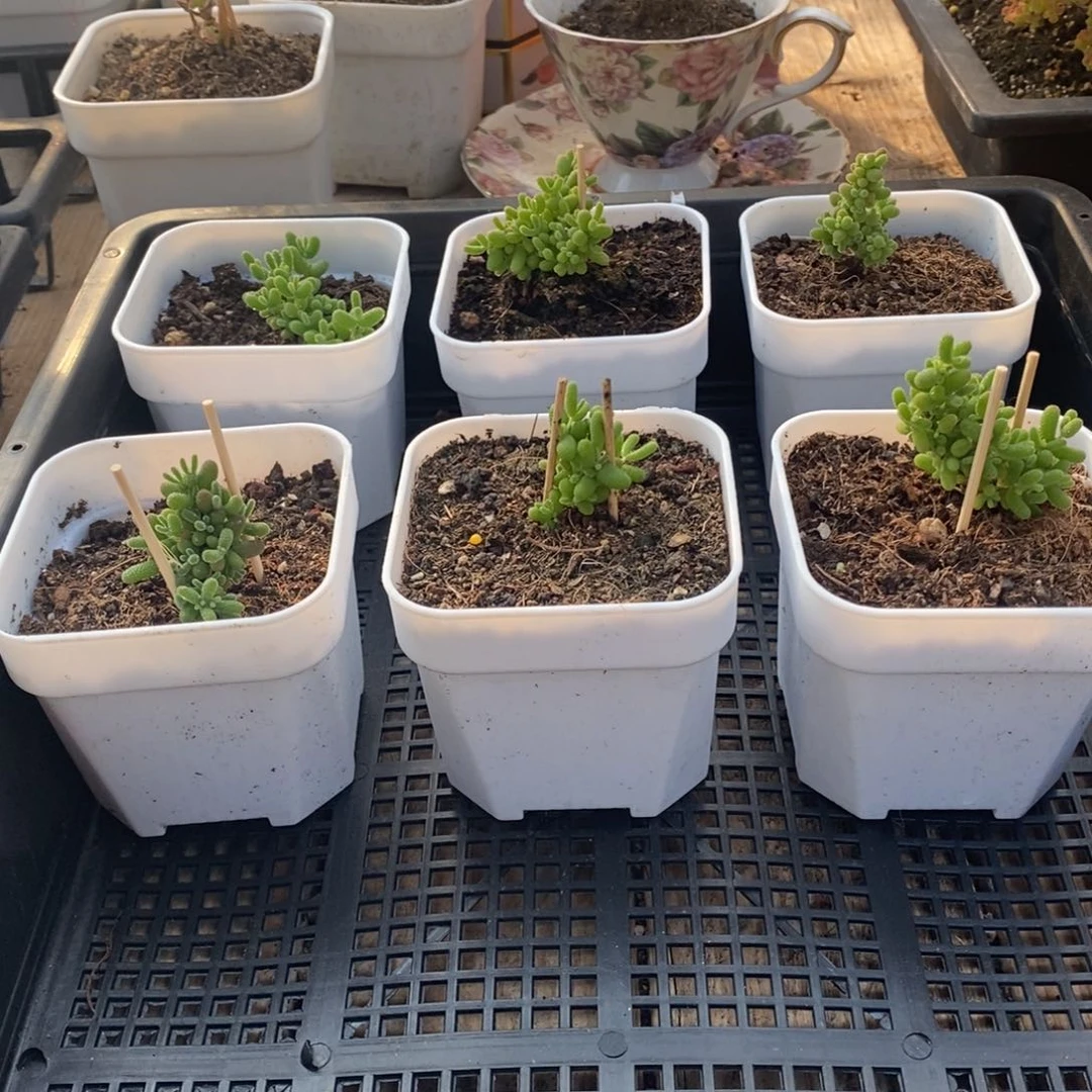 枝干番杏多肉植物675