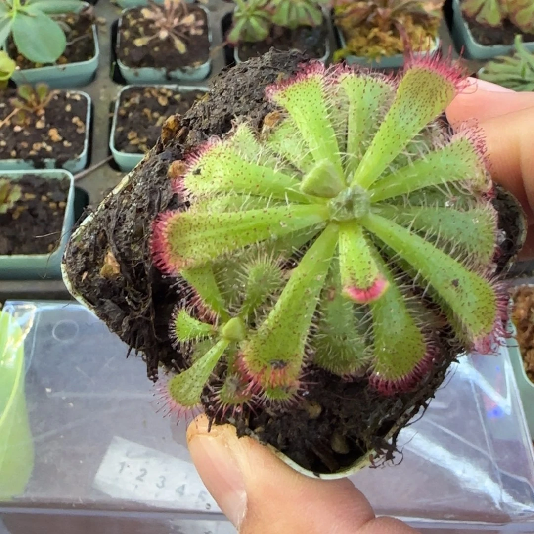 苍***海完全开放爱丽丝茅膏菜