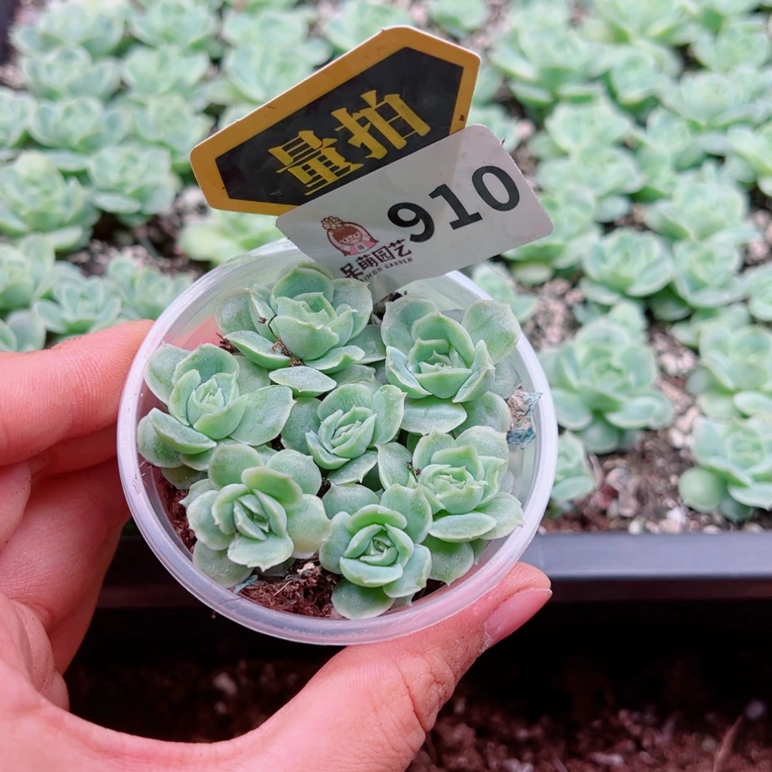 多肉植物多肉植物