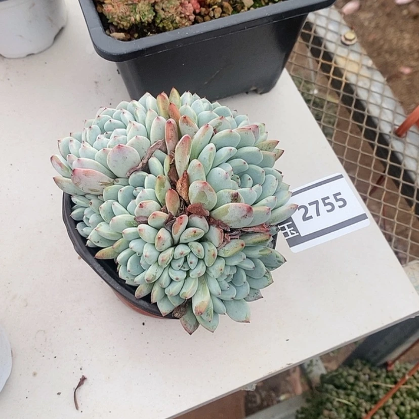 【闪购商品】雪爪2755