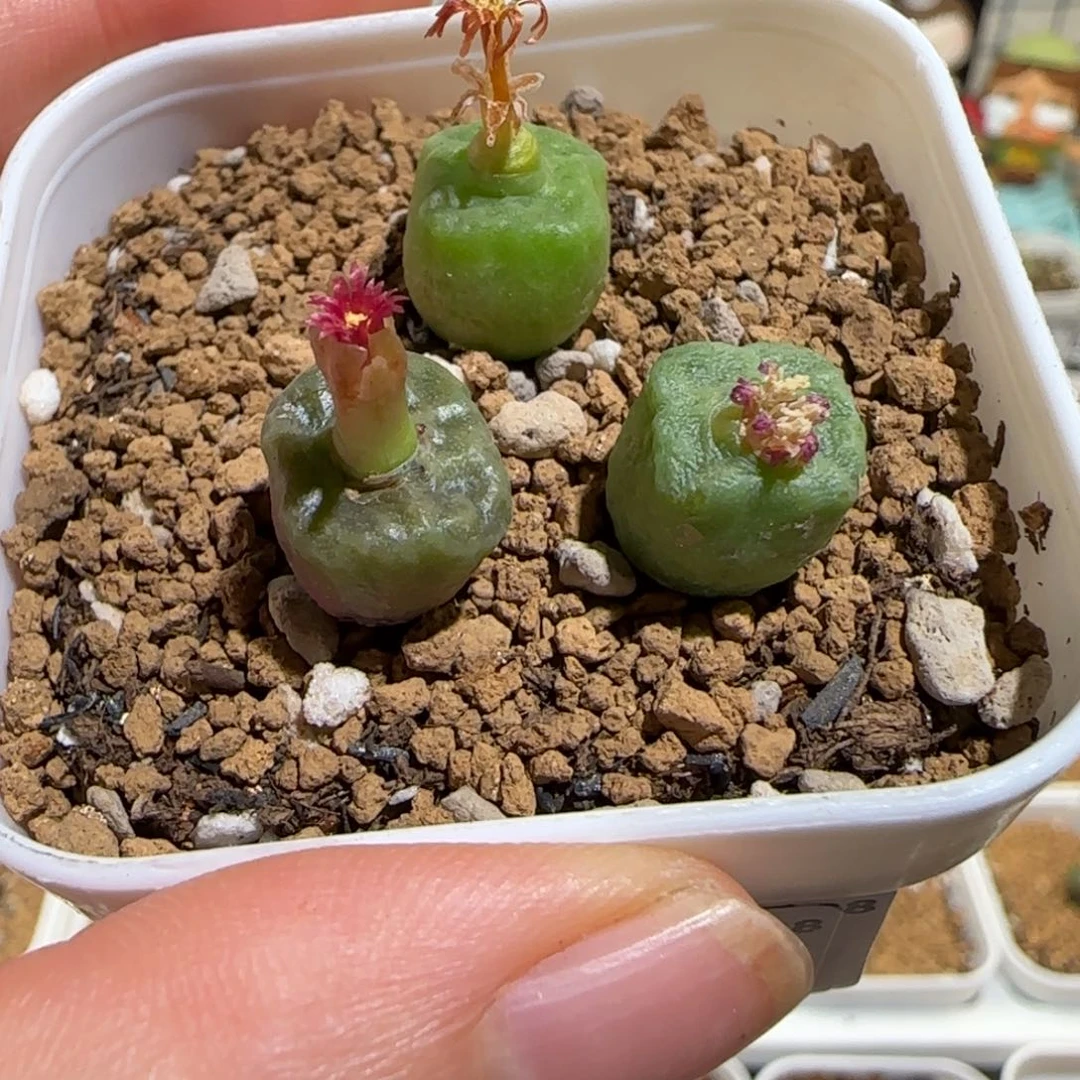 肉锥多肉植物组合-方烧一盆572