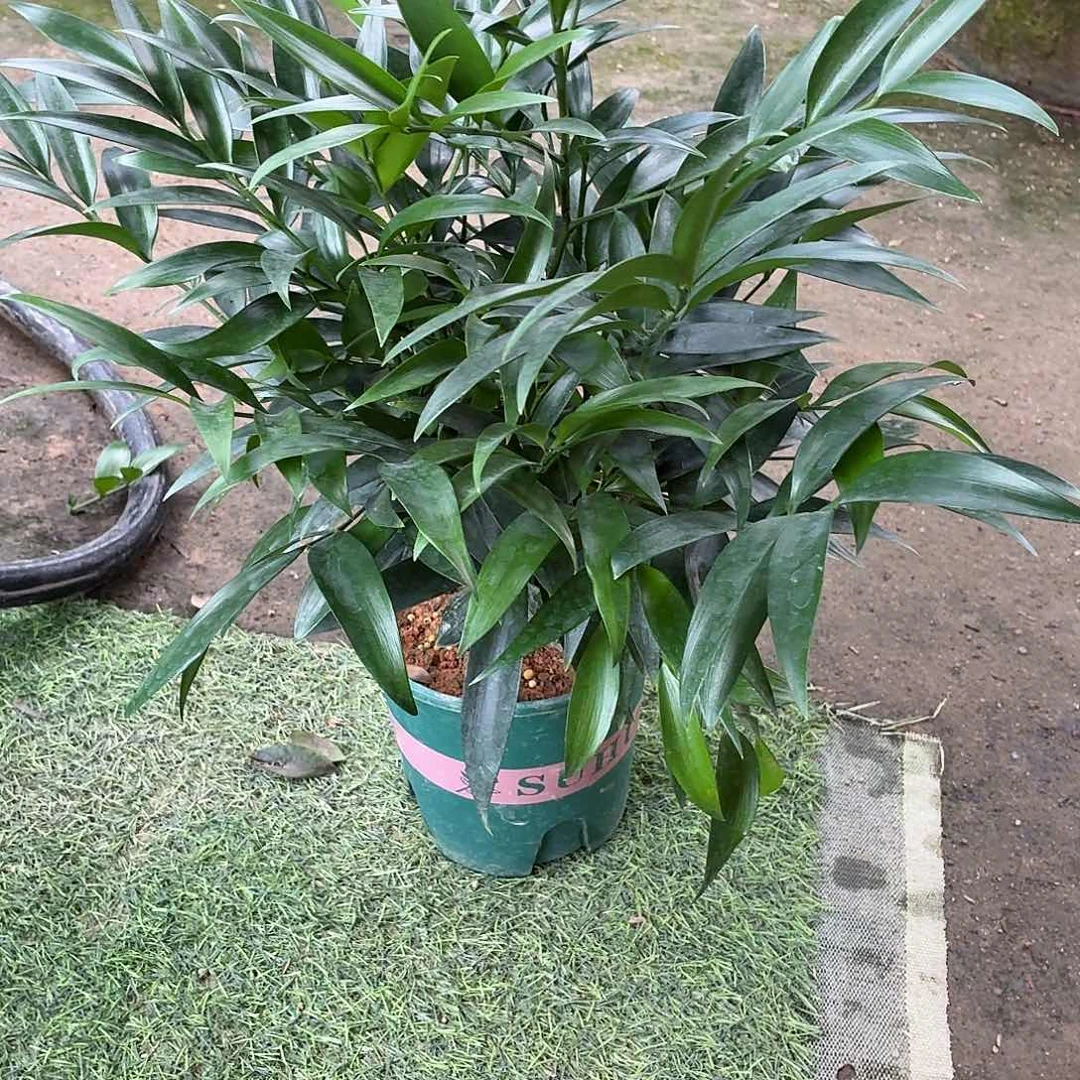 完全开放竹柏老桩一物一拍顺丰包邮