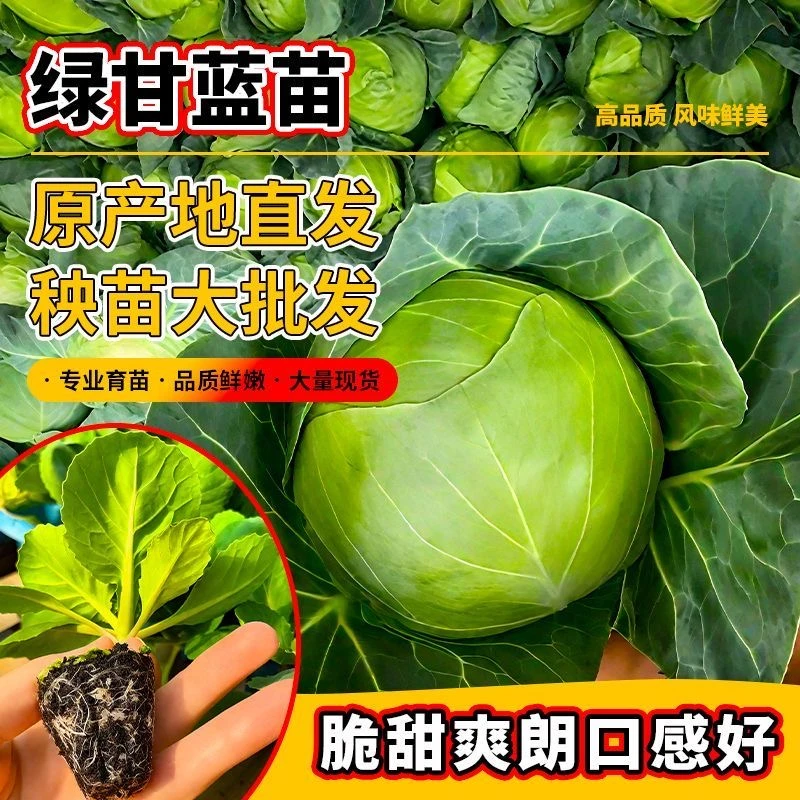 绿甘蓝苗包菜苗卷心菜苗水果甘蓝苗薄皮脆甜白菜大头包心菜耐寒
