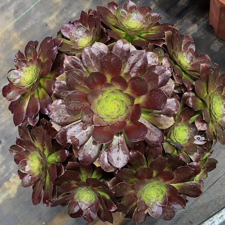 黑魔法师yi物一图一