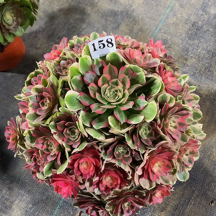 W***Q法师男神15800000000