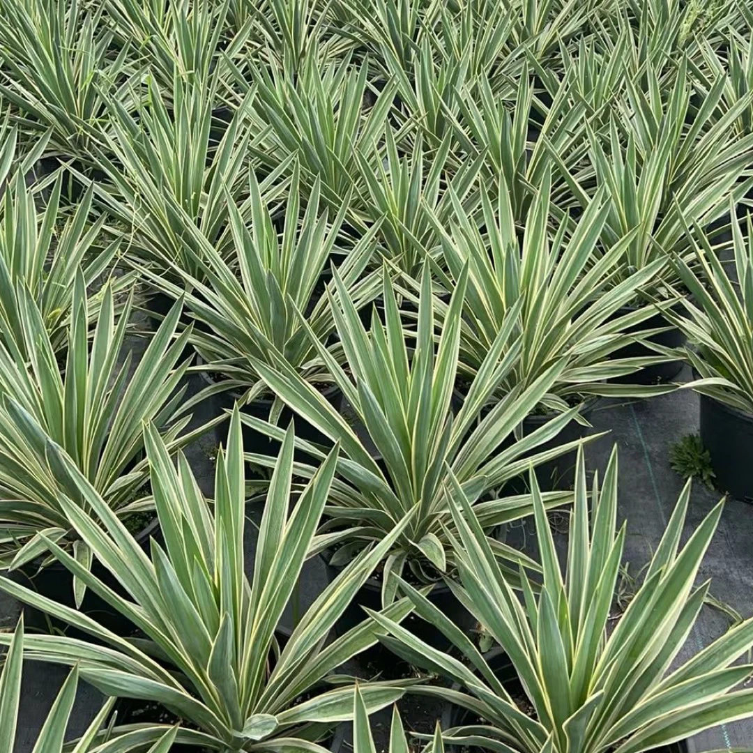 金边凤尾兰金心丝兰花镜植物花园户外庭院阳台耐热耐寒好养护