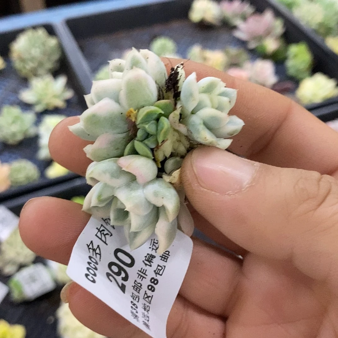 290雪鸢锦炸多肉植物哇啦塞