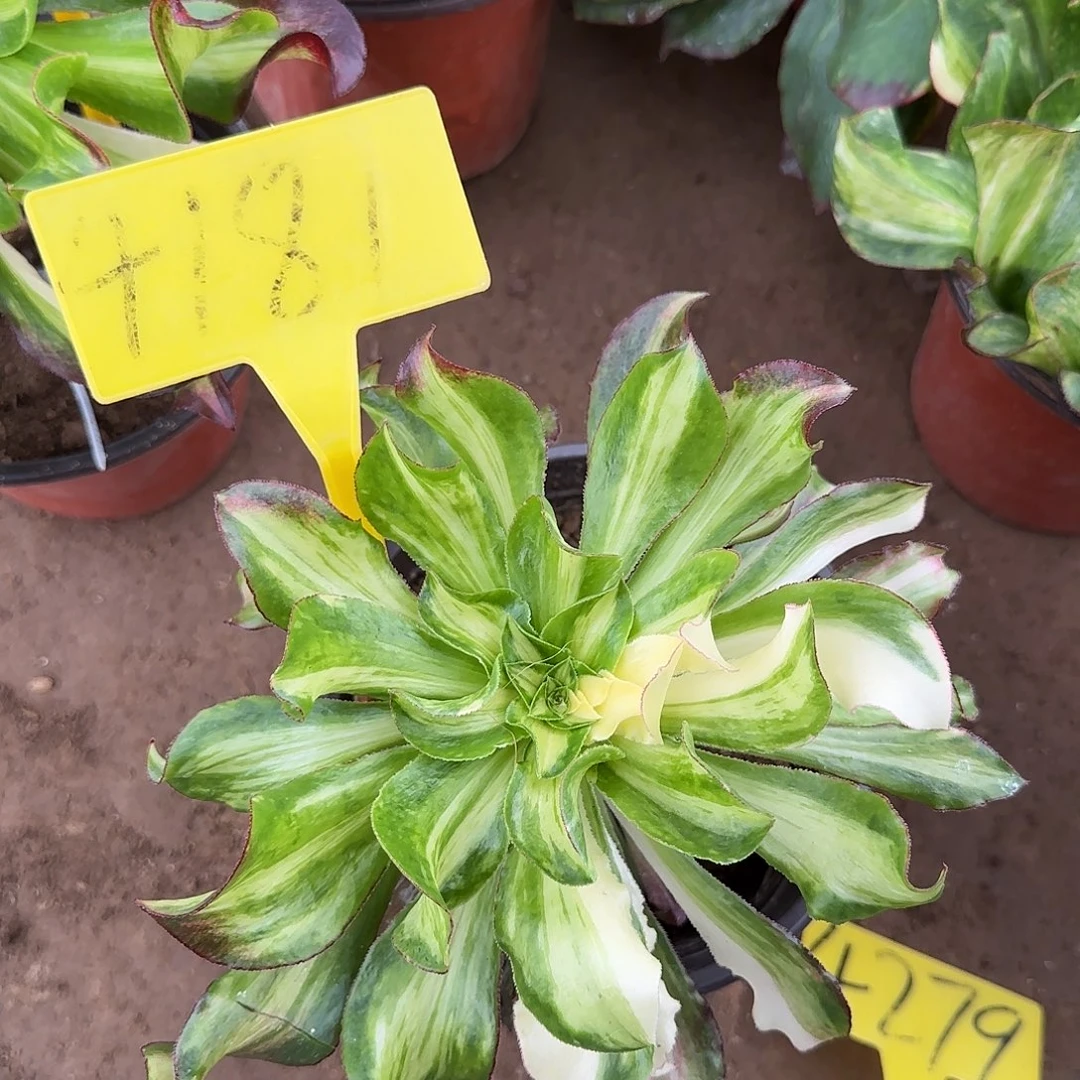 4181---多头多肉植物冰七彩多头