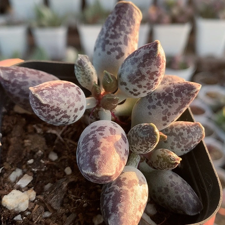 紫斑海豹—专拍专拍