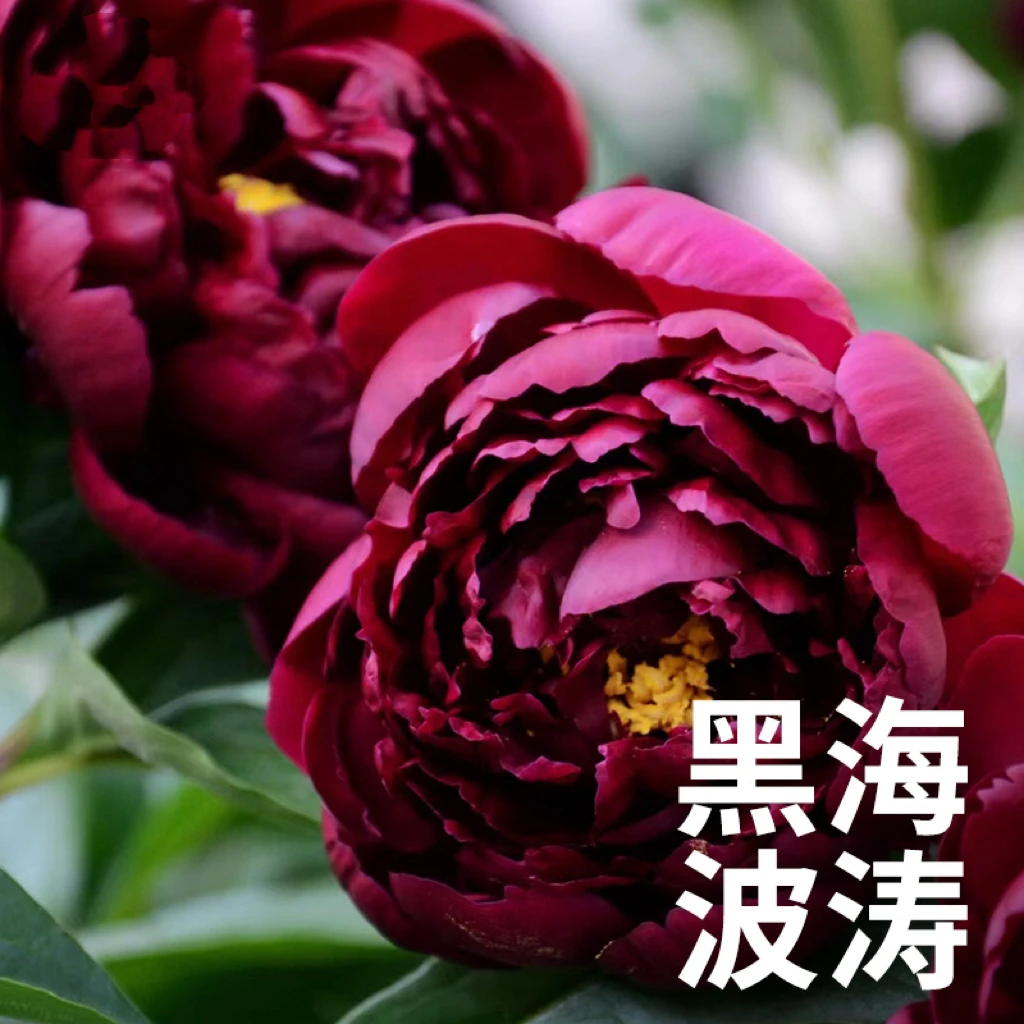【黑海波涛】芍药花秋后栽种地栽盆栽