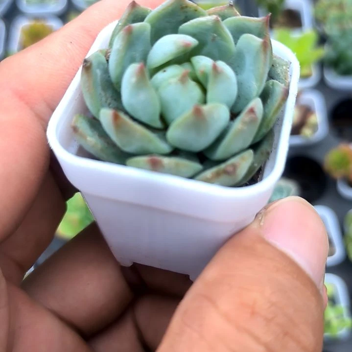 tp蒂比，满5元包邮