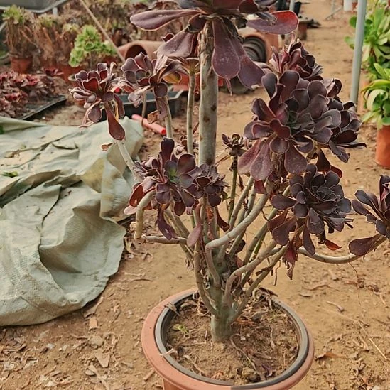 圆叶加急发货法师7