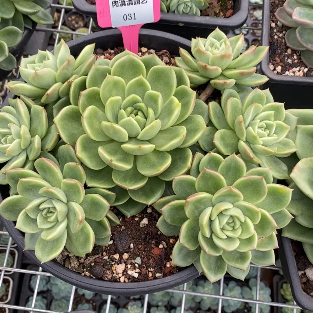 x031-多肉植物 白玫瑰手捧