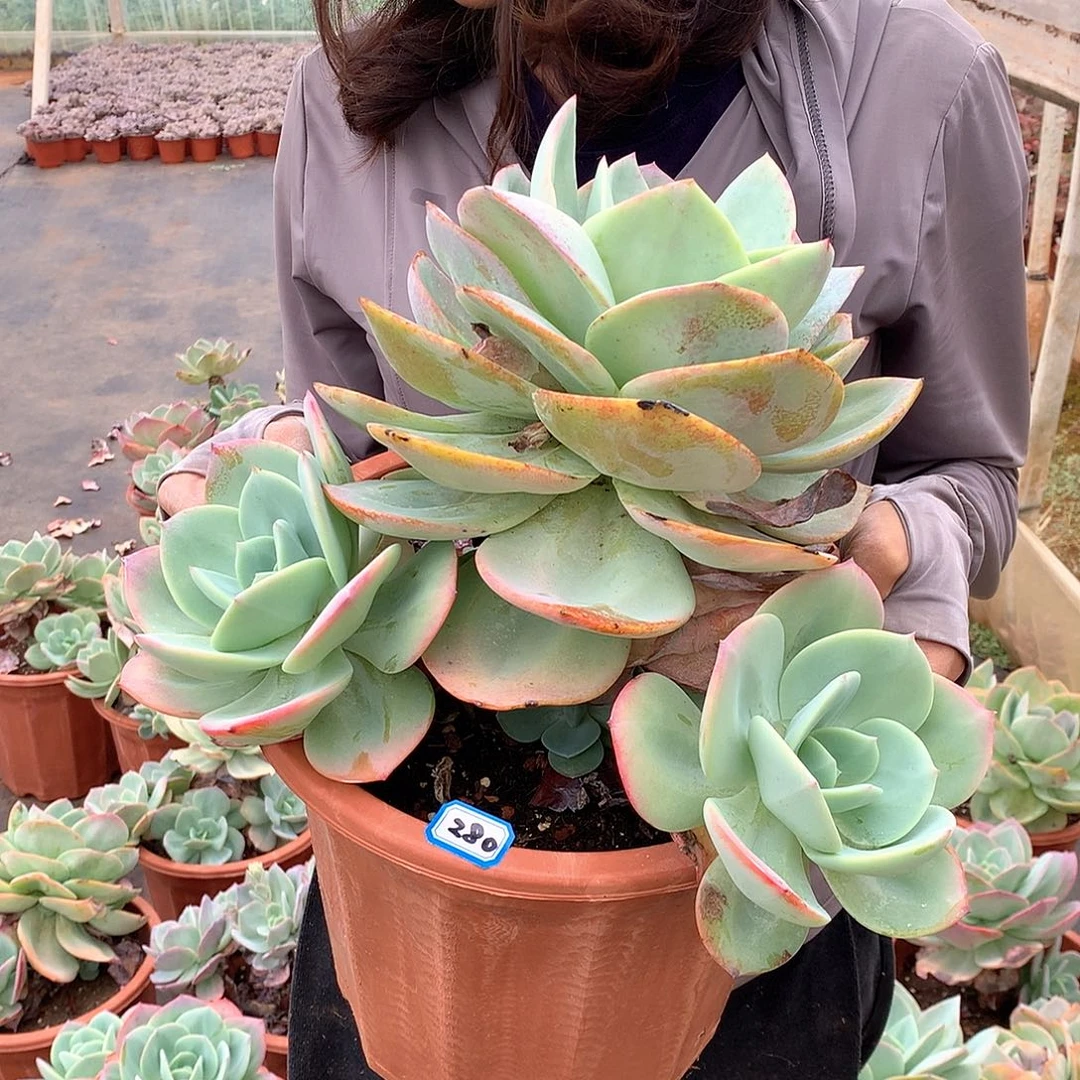 280 凤一物一拍多肉