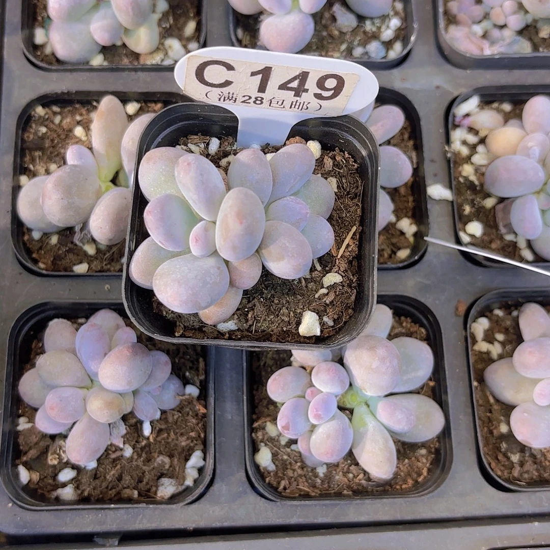 C146彩虹奶一物一拍
