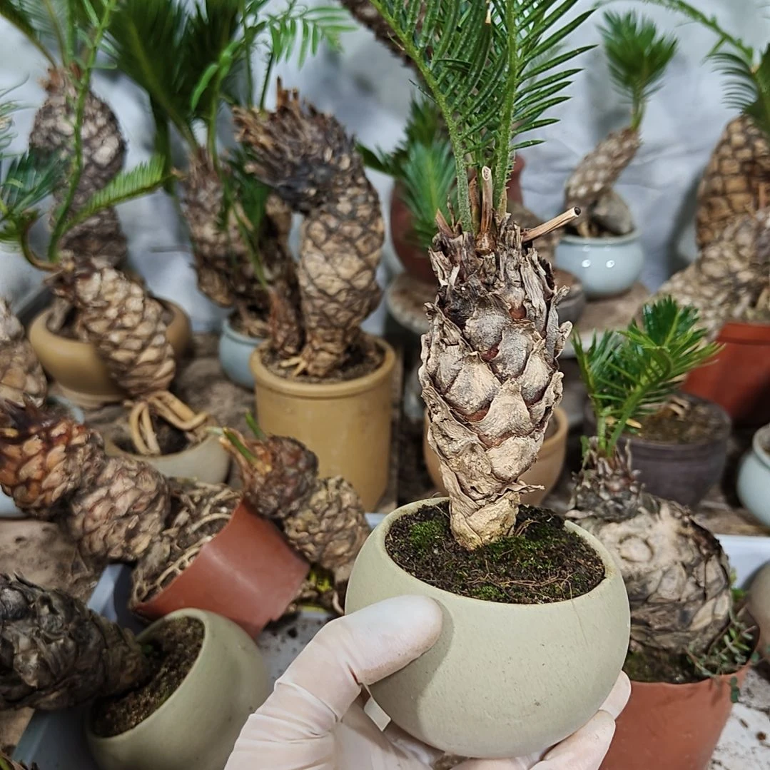用***3无花朵白鳞铁盆景基地价